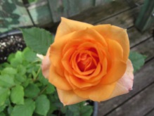 Repeat Bloomer Rose